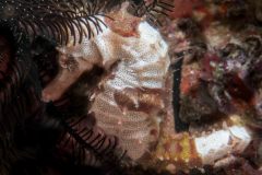 Hippocampus alatus - White-spined seahorse