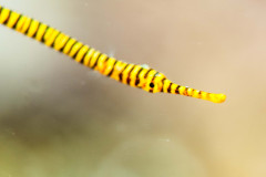 Dunckerocampus pessuliferus - Orange-banded pipefish