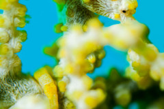 Hippocampus bargibanti - Pygmy seahorse - Zwerg-Seepferdchen (variation)