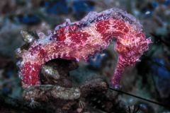 Hippocampus mollucensis - Moluccan seahorse