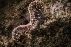Hippocampus comes - Tigertail seahorse