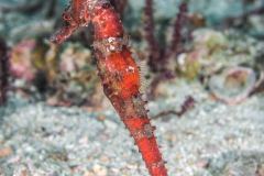 Hippocampus mollucensis - Moluccan seahorse
