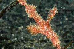 Solenostomus paegnius - Roughsnout ghost pipefish