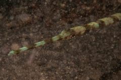 Fistularia petimba - Flutemouth