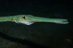 Fistularia commersonii - Bluespotted cornetfish - Glatter Flötenfisch