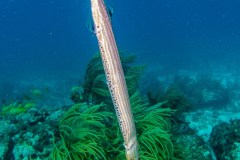 Aulostomus maculatus - West atlantic trumpet fish - Trumpetfisk - Westatlantischer Trompetenfisch