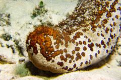 Bohadschia argus - Eyed Sea Cucumber - Augenfleck-Seewalze