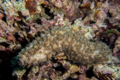 Pearsonothuria graeffei - Blackspotted Sea cucumber