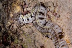 Synapta maculata - Spotted Sea Cucumber - Gefleckte Wurmseewalze