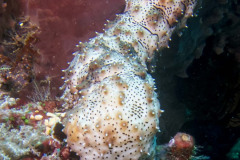 Pearsonothuria graeffei - Blackspotted Sea cucumber