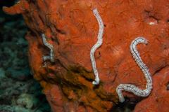 Synaptula lamperti - White sea cucumber - Wurmseewalze