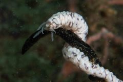 Synaptula lamperti - White sea cucumber - Wurmseewalze