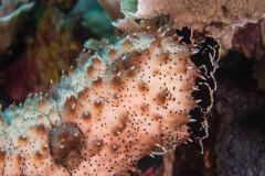 Pearsonothuria graeffei - Blackspotted Sea cucumber