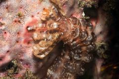 Euapta sp.
