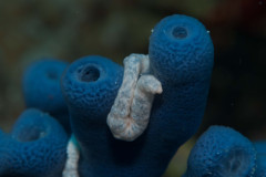 Synaptula sp.
