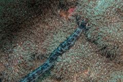 Synaptula media - Segmented sea cucumber