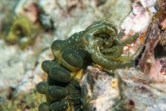 Opheodesoma spectabilis - Conspicuous sea cucumber