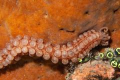 Euapta lappa