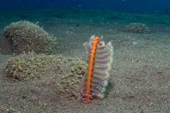 Pteroides sp. - Sea pen - Seefeder