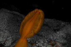 Ptilosarcus gurneyi - Orange seapen