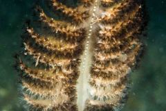 Pennatula sp.