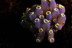 Clavelina robusta - Stalked Ascidian - Sjöpung - Seescheide