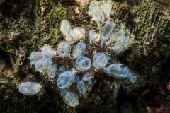 Clavelina sp. - Sea squirt