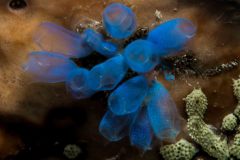 Rhopalaea crassa - Blue Club Tunicate - Keulenseescheide