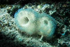 Phallusia sp. - sjöpung - Seescheide