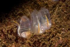 Clavelina lepadiformis - Light-bulb sea squirt - Klubbsjöpung