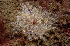 Clavelina lepadiformis - Light-bulb sea squirt - Klubbsjöpung