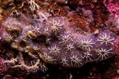Botryllus schlosseri - Star tunicate - Blomsjöpung