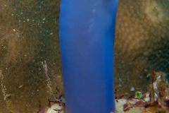 Clavelina sp.