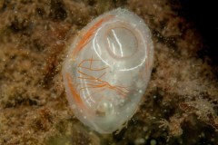 Clavelina lepadiformis - Light-bulb sea squirt - Klubbsjöpung