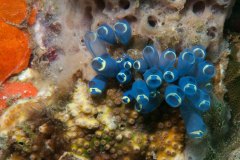 Clavelina robusta - Stalked Ascidian - Sjöpung - Seescheide