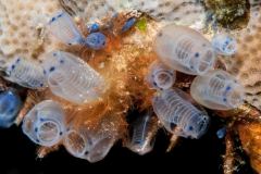 Clavelina nana - Sea squirt