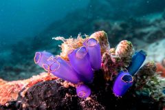 Clavelina coerulea
