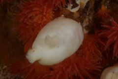 Halocynthia pyriformis