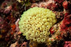 Perophora sp.