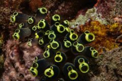 Clavelina robusta - Stalked Ascidian - Sjöpung - Seescheide
