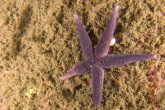 Asterias rubens - Vanlig sjöstjärna - Gemeiner Seestern