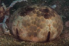 Culcita novaginea - Pin cushion sea star
