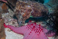Pentaceraster alveolatus