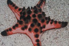 Protoreaster nodosus - Horned sea star