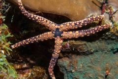 Fromia heffernani - Heffernan's sea star