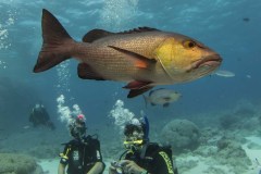 Lutjanus bohar - Red Bass Snapper