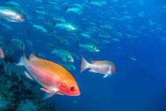 Lethrinus nebulosus - Spangled emperor - Grosskopfschnapper