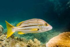 Ocyurus chrysurus - Yellowtail snapper - Gelbstreifen-Schnapper