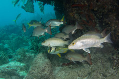Lethrinus olivaceus - Longface Emperor - Langschnauziger Strassenkehrer