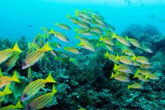 Lutjanus kasmira - Bluestripe snapper - Kasmirasnapper - Blaustreifen-Schnapper